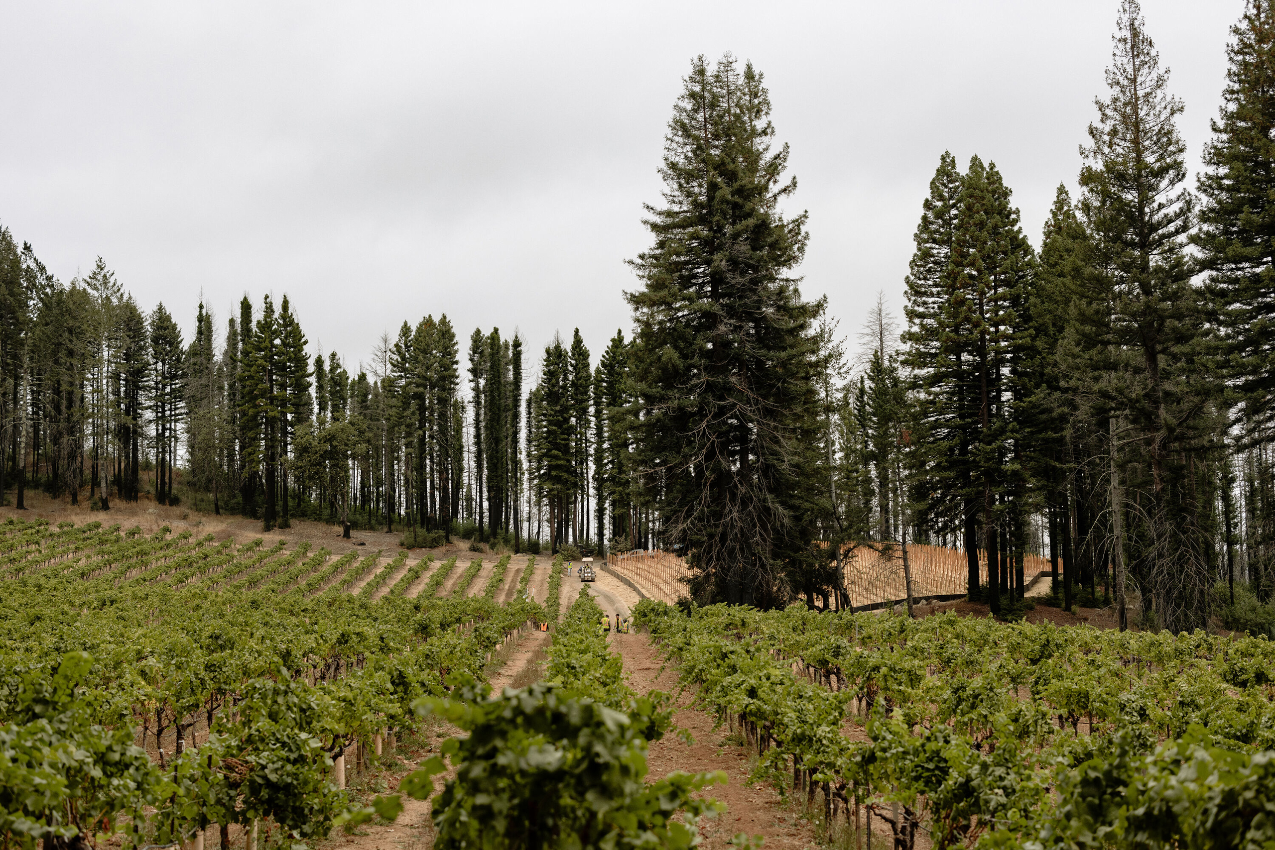 The vineyards at Stony Hill.