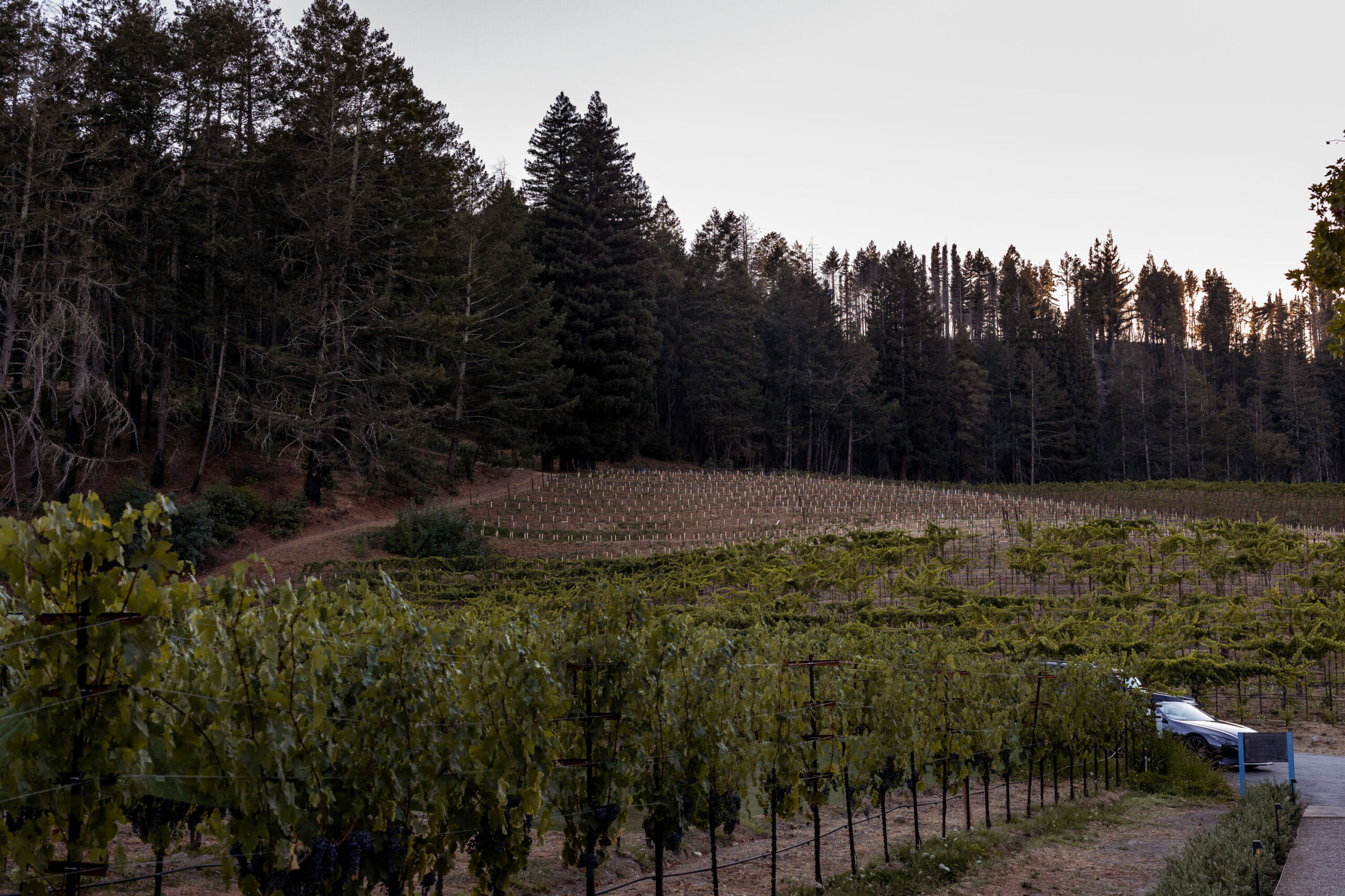 Stony Hill Vineyard