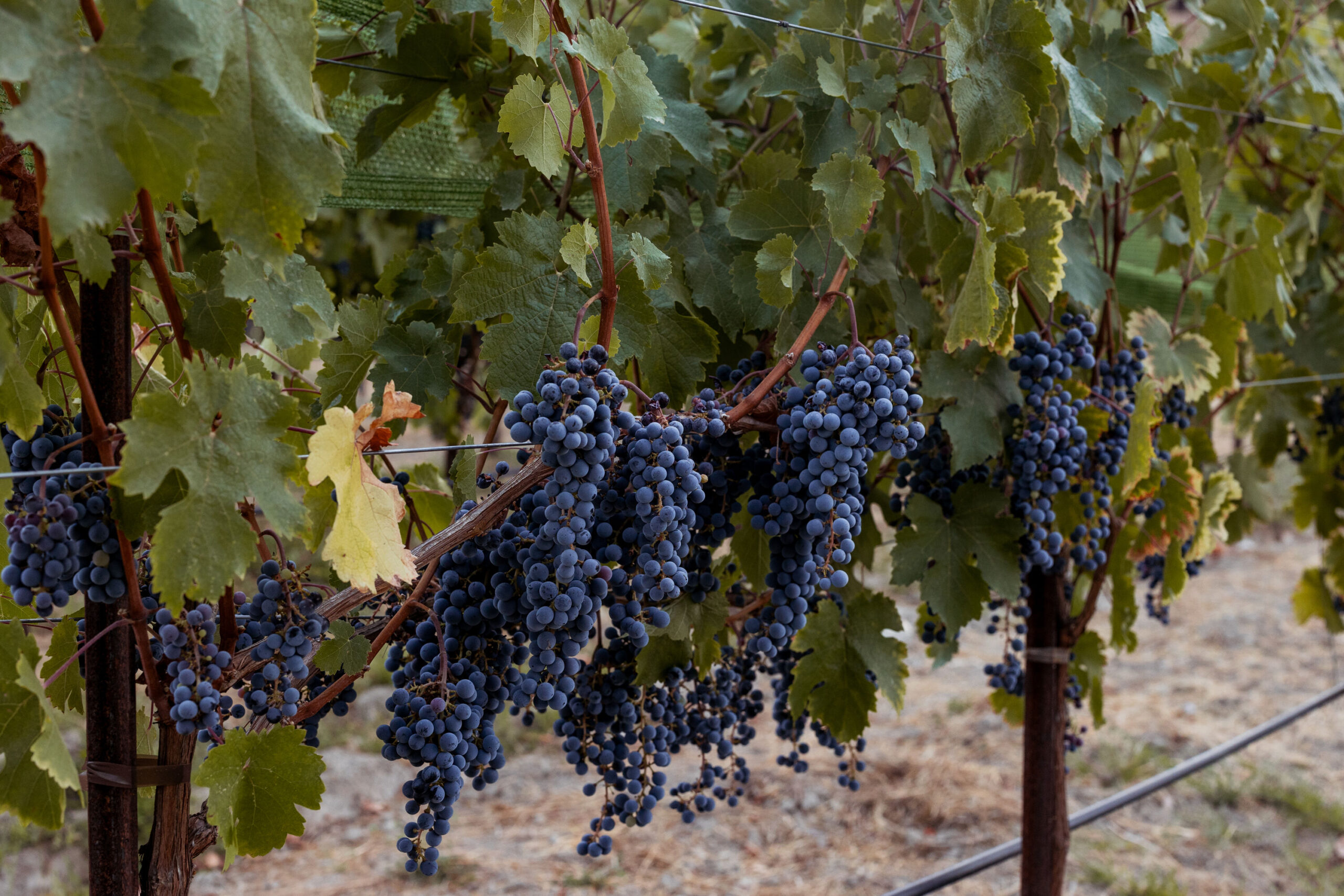 Vineyard at Stony Hill with Grapes Hanging on the Vine