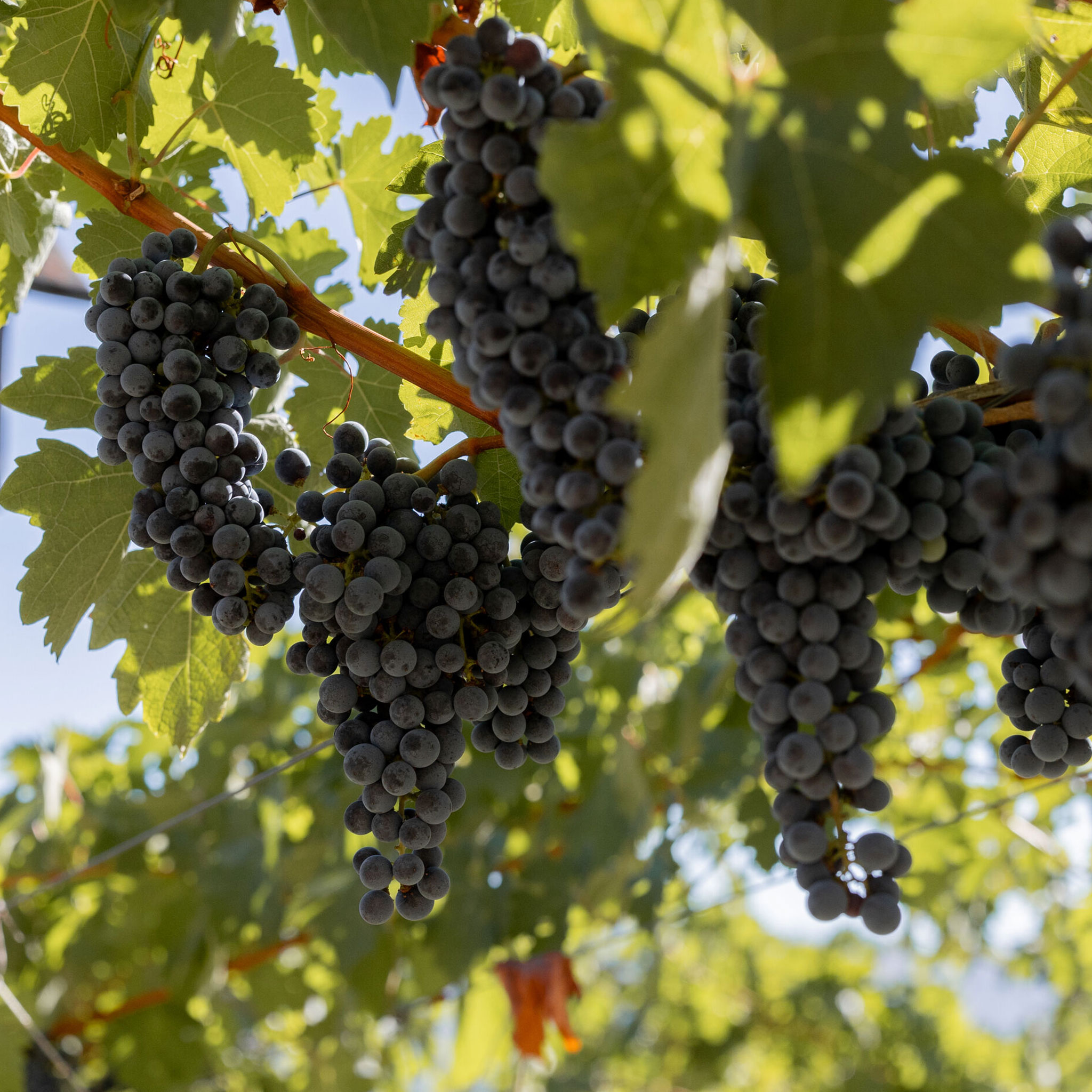 A cluster of Cabernet Sauvignon grapes hanging on the vine at Stony Hill Vineyard