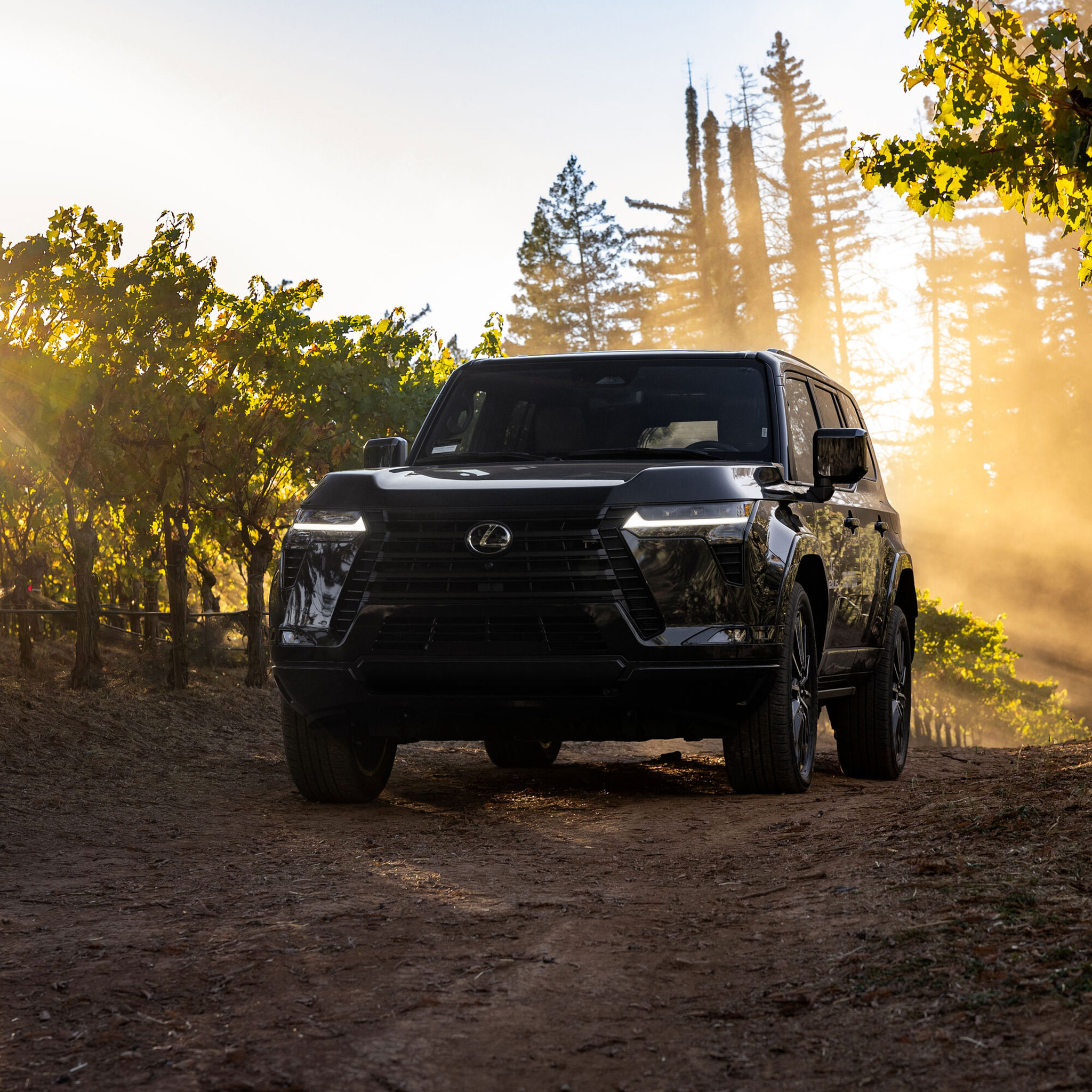 A Lexus SUV driving through the vineyards at Stony Hill